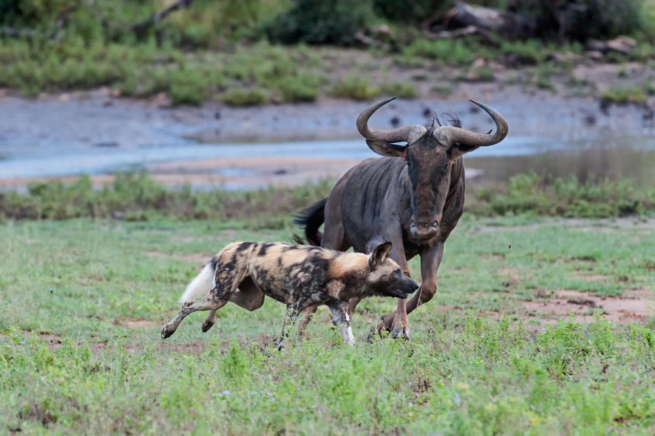 Pondoro Game Lodge Balule Game Reserve Εξωτερικό φωτογραφία