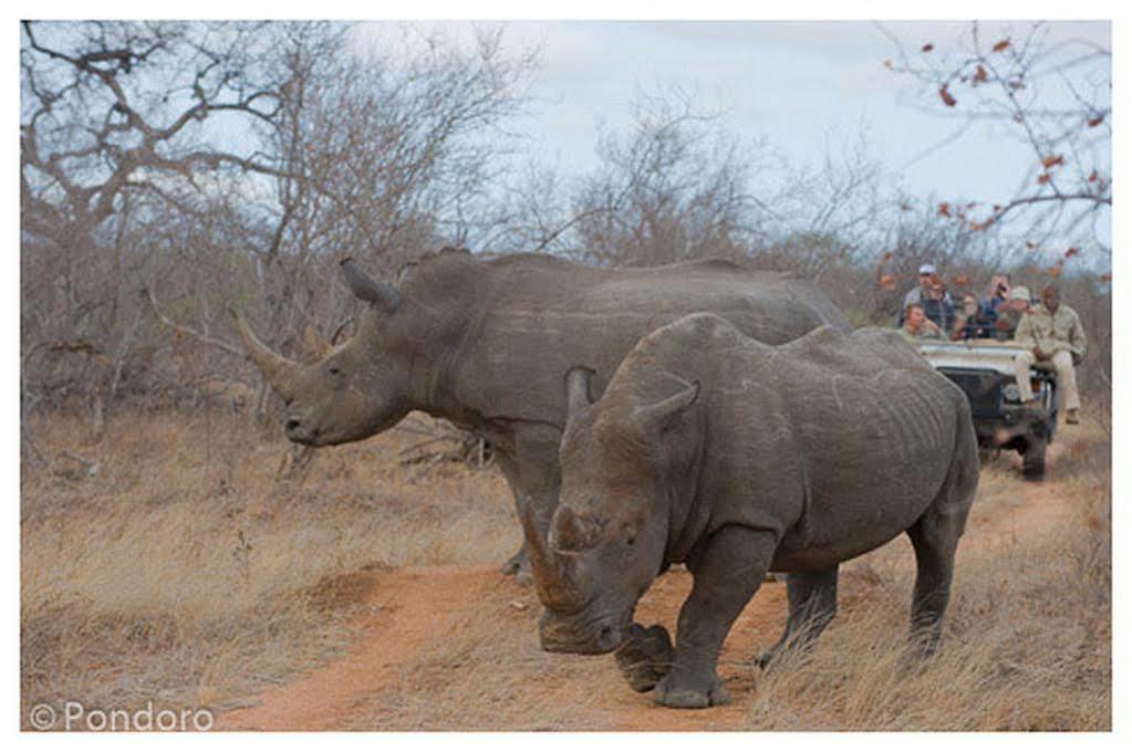 Pondoro Game Lodge Balule Game Reserve Εξωτερικό φωτογραφία